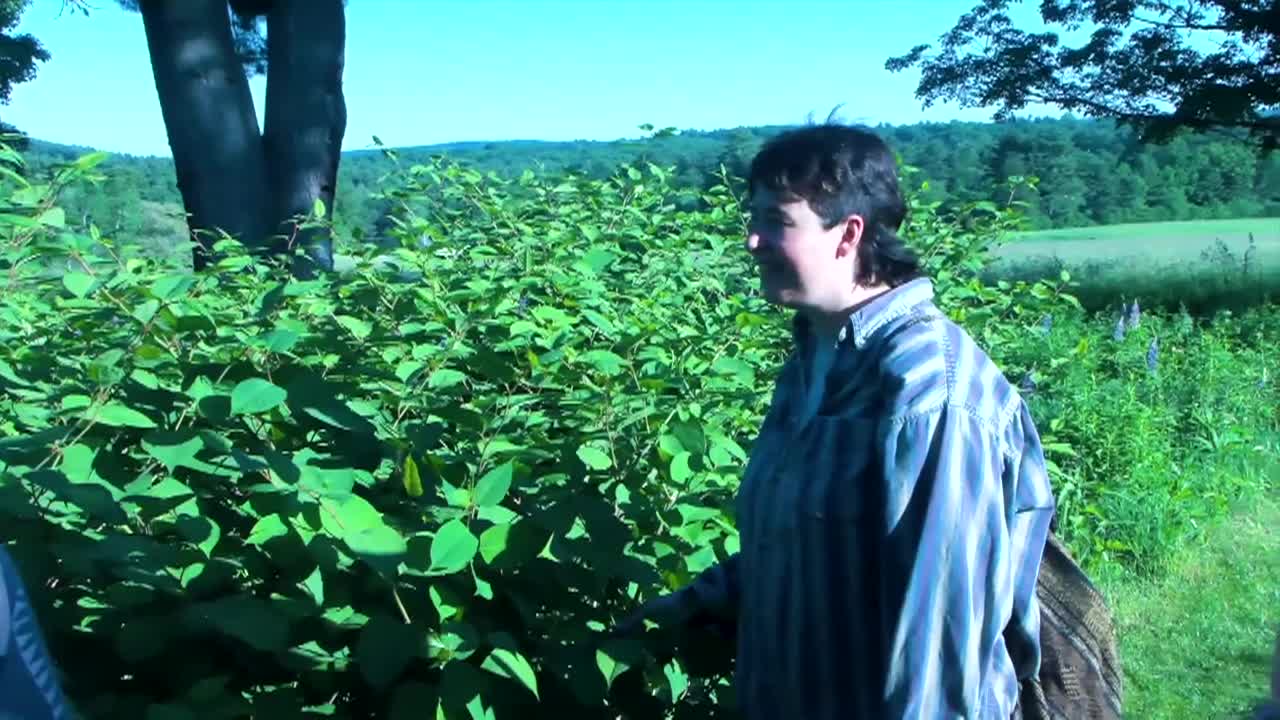 Ayer Library Talks: Medicinal Plant Walk with Mo Katz-Christy 