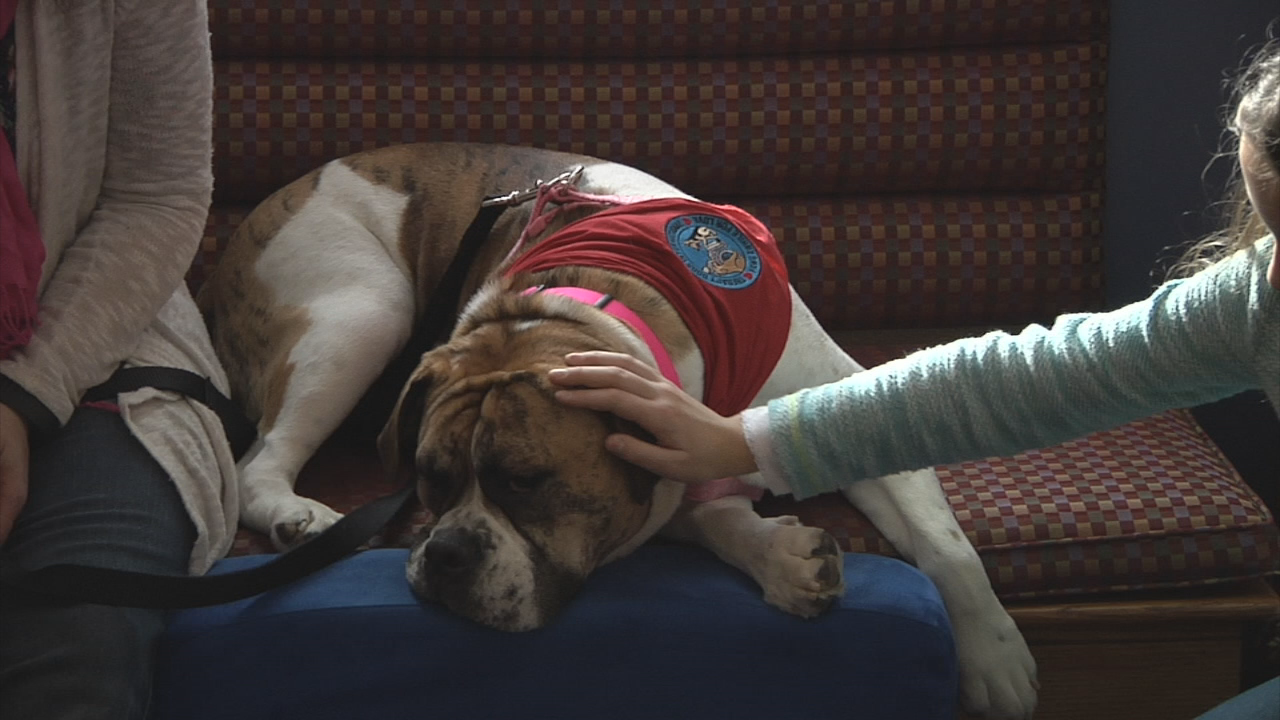 Thumbnail image for GC Newsflash: Meet Miranda the Therapy Dog