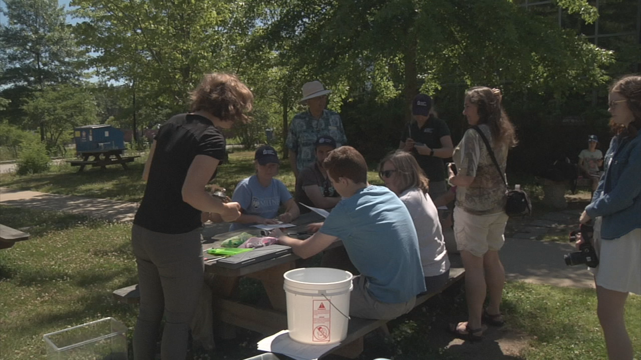 Thumbnail image for GC Newsflash: Blandings Turtles Released at GDRHS 6/22/18