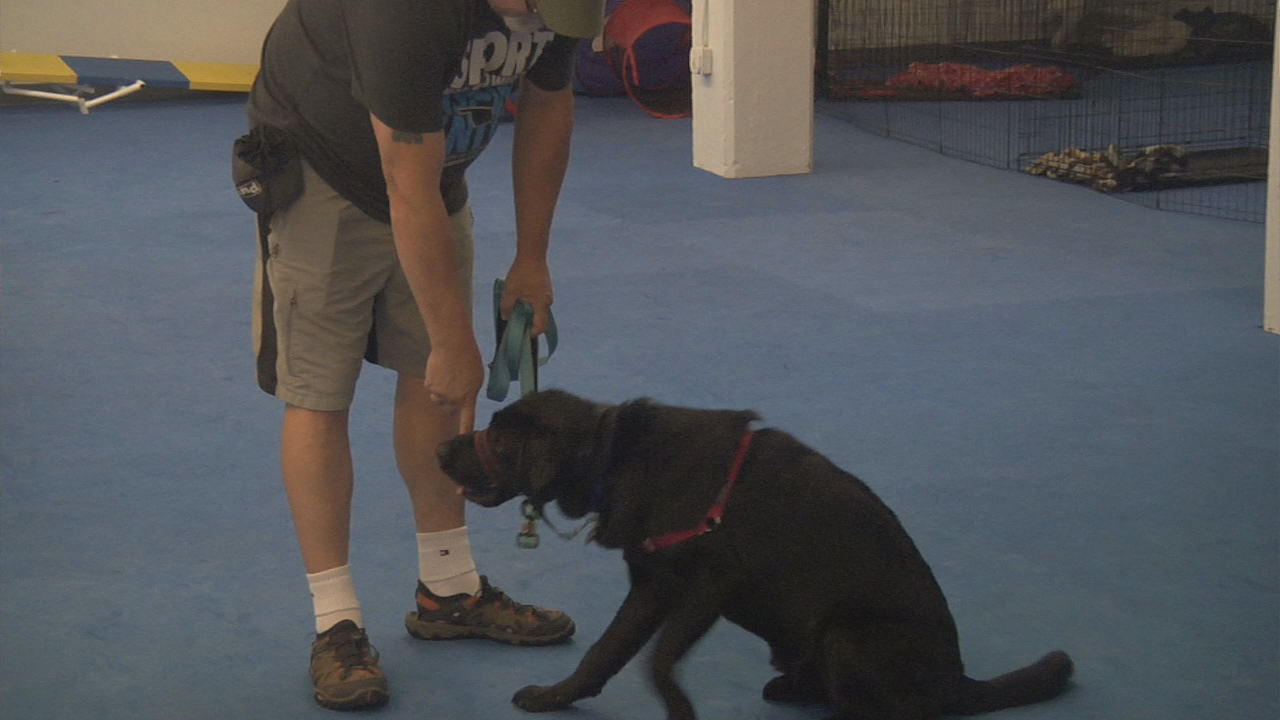 Thumbnail image for GC Newsflash: Call for Puppy Fosters at Clear Path for Veterans New England