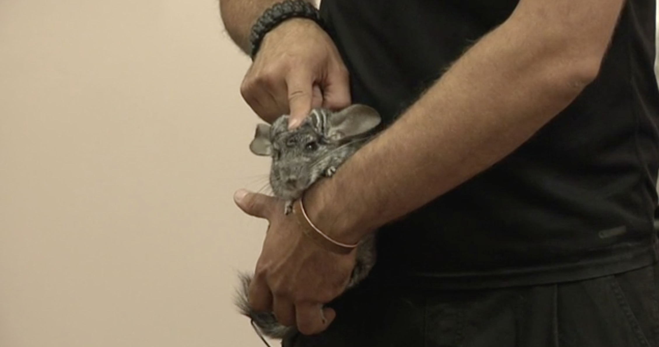 Thumbnail image for GC Newsflash:  Animal World Experience at GPL